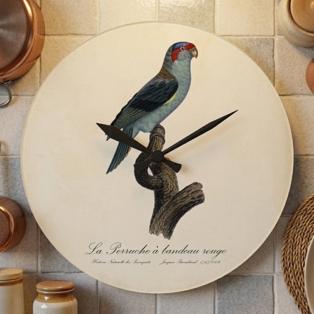 Musk Lorikeet, Trichoglossus Concinnus Large Clock (Musk Lorikeet, Trichoglossus Concinnus. Large Clock)