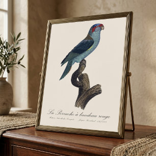 Musk Lorikeet, Trichoglossus Concinnus Photo Print