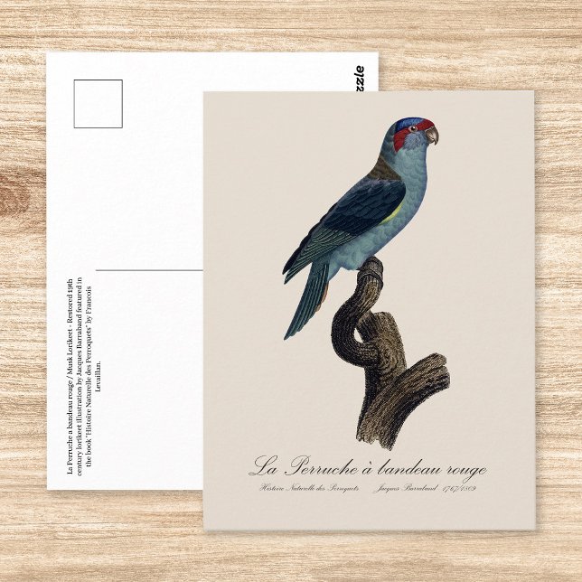 Musk Lorikeet, Trichoglossus Concinnus Postcard (Musk Lorikeet, Trichoglossus Concinnus. Postcard )