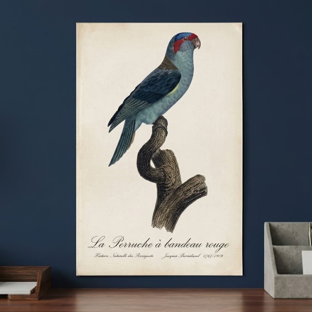 Musk Lorikeet, Trichoglossus Concinnus Poster (Musk Lorikeet, Trichoglossus Concinnus. Poster)