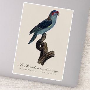 Musk Lorikeet, Trichoglossus Concinnus Sticker