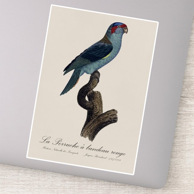 Musk Lorikeet, Trichoglossus Concinnus Sticker (Musk Lorikeet, Trichoglossus Concinnus. Sticker)