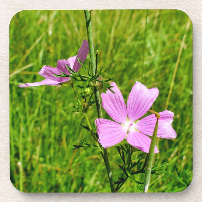 Musk-mallow Beverage Coaster (Front)