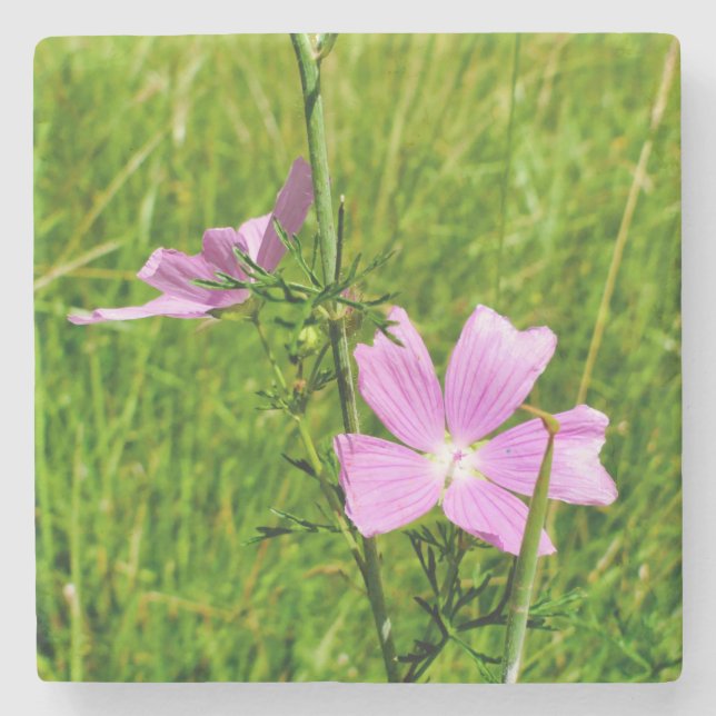 Musk-mallow Stone Coaster (Front)