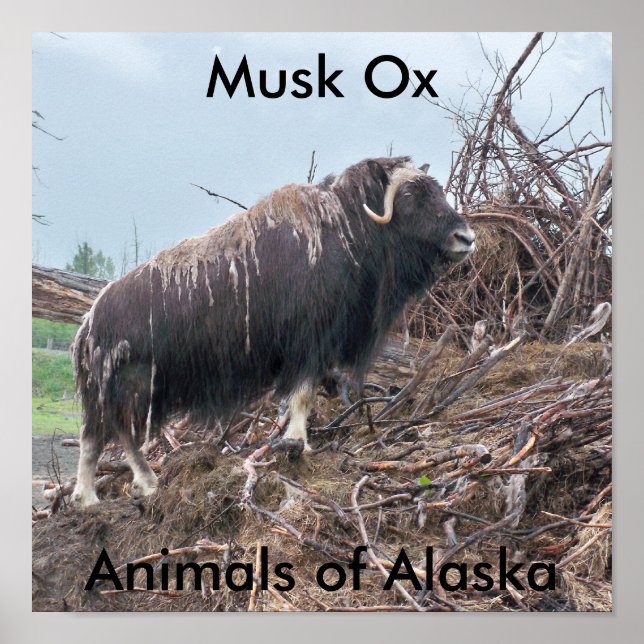 Musk ox-Animals of Alaska Poster (Front)