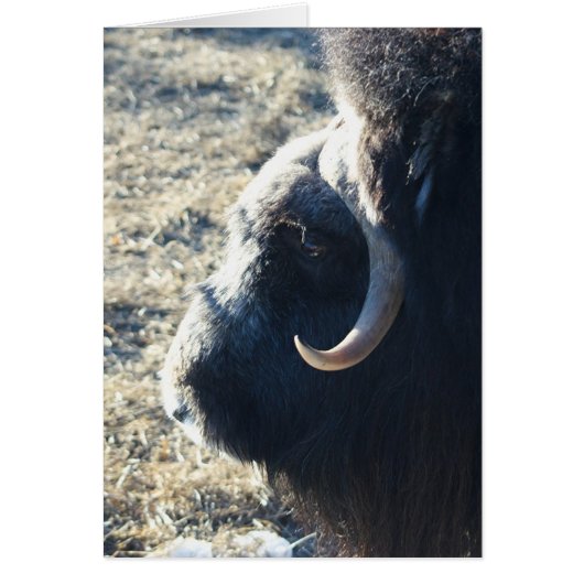 Musk Ox Cards (Front)