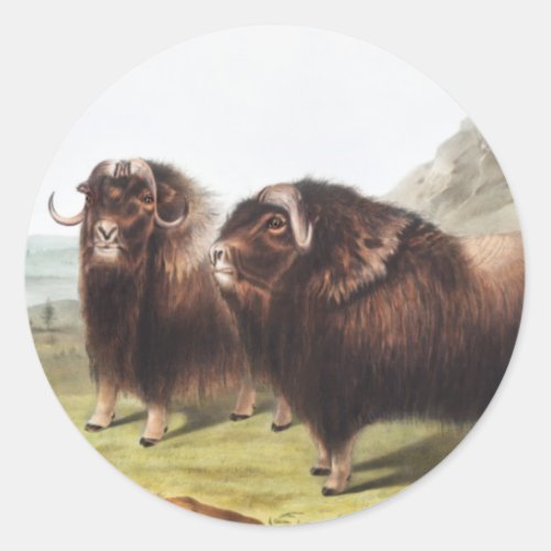 Musk Ox Ovibos moschatus Illustration Classic Round Sticker