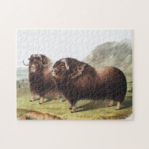 Musk Ox (Ovibos moschatus) Illustration Jigsaw Puzzle