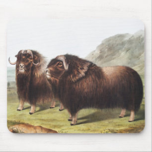 Musk Ox (Ovibos moschatus) Illustration Mouse Pad