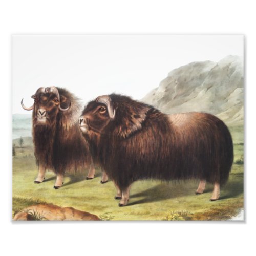 Musk Ox Ovibos moschatus Illustration Photo Print