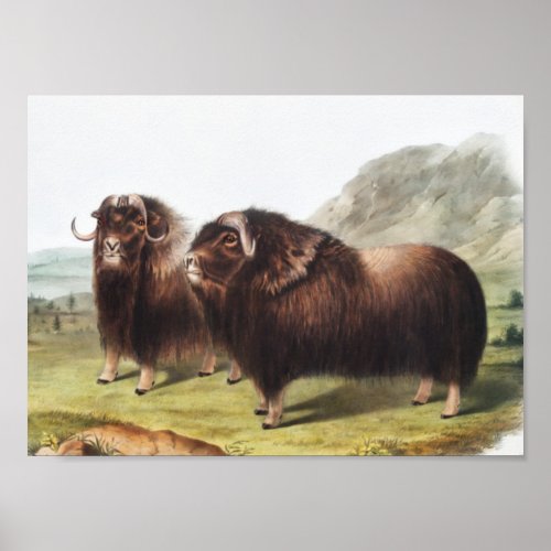 Musk Ox Ovibos moschatus Illustration Poster