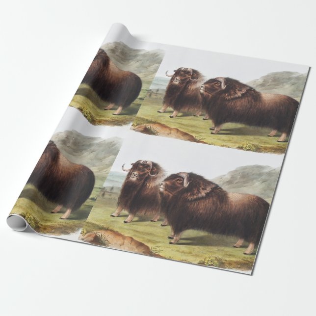 Musk Ox (Ovibos moschatus) Illustration Wrapping Paper (Unrolled)