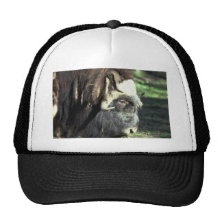 Ox Hats | Zazzle