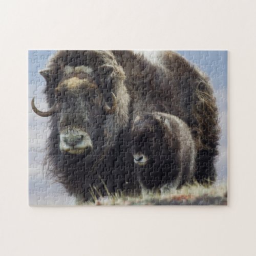 Musk Ox with Calf Jigsaw Puzzle