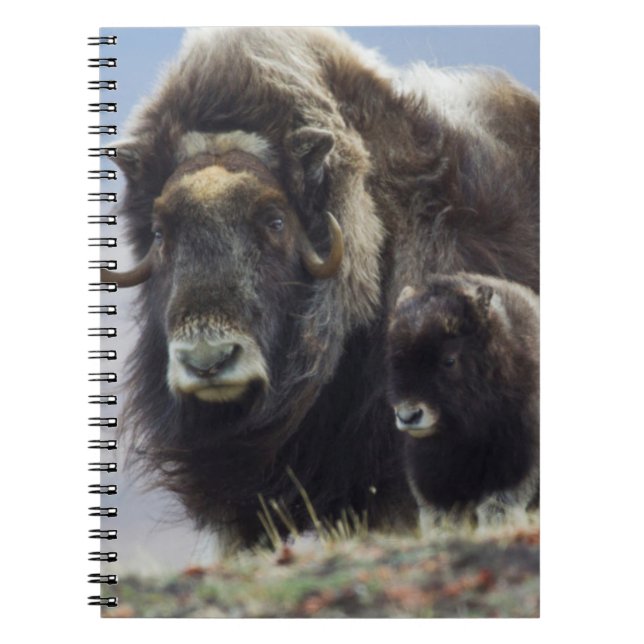 Musk Ox with Calf Notebook (Front)