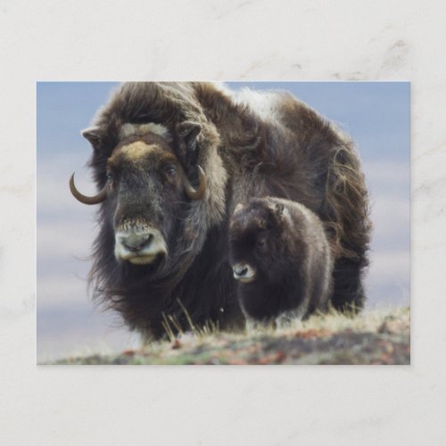 Musk Ox with Calf Postcard