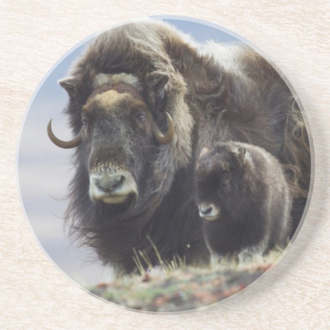 Musk Ox with Calf Sandstone Coaster (Front)