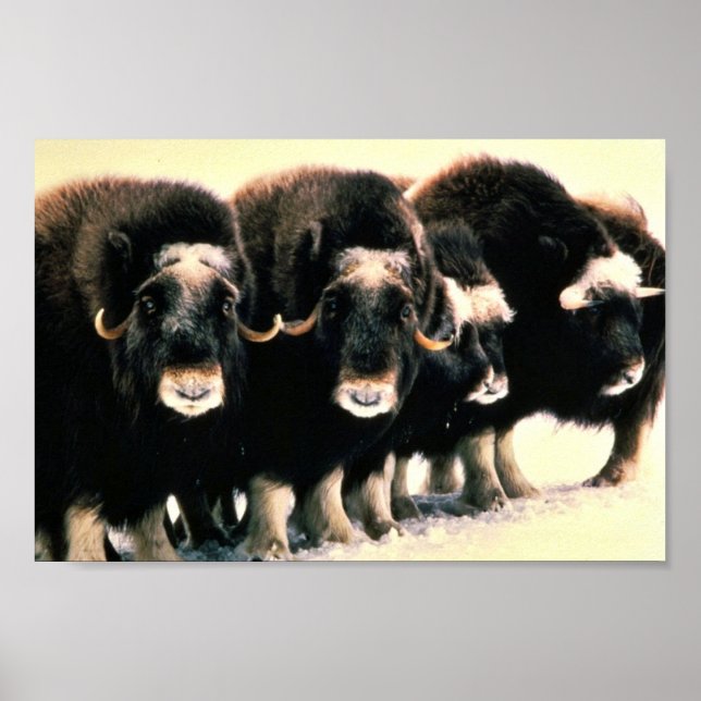 Musk Oxen Poster (Front)