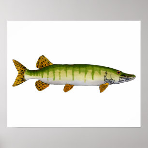 Muskellunge (Muskie) Poster