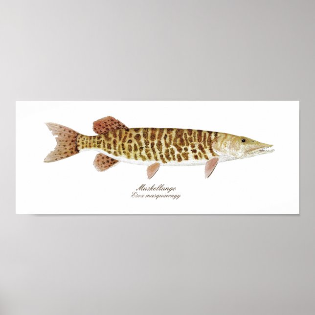 Muskie art poster (Front)