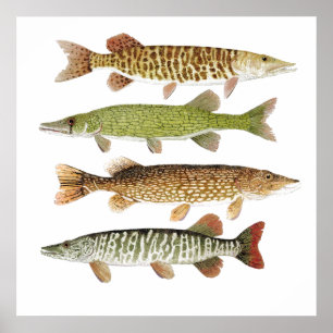 Muskie,Pike, Tiger & Pickerel Poster