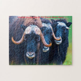 Muskox Alaska. Christmas Greetings Jigsaw Puzzle