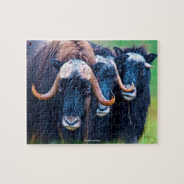 Muskox Alaska Jigsaw Puzzle (Horizontal)