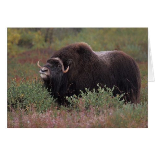 muskox bull scents the air in fall tundra North