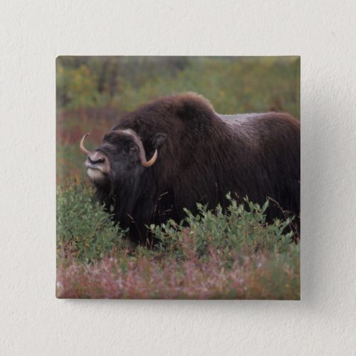 muskox bull scents the air in fall tundra North Button