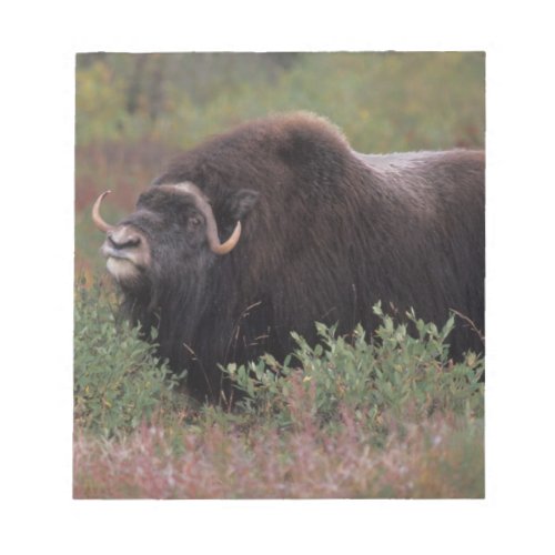 muskox bull scents the air in fall tundra North Notepad