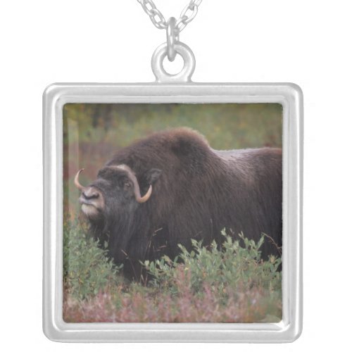 muskox bull scents the air in fall tundra North Silver Plated Necklace