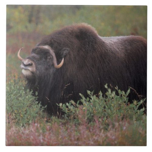 muskox bull scents the air in fall tundra North Tile