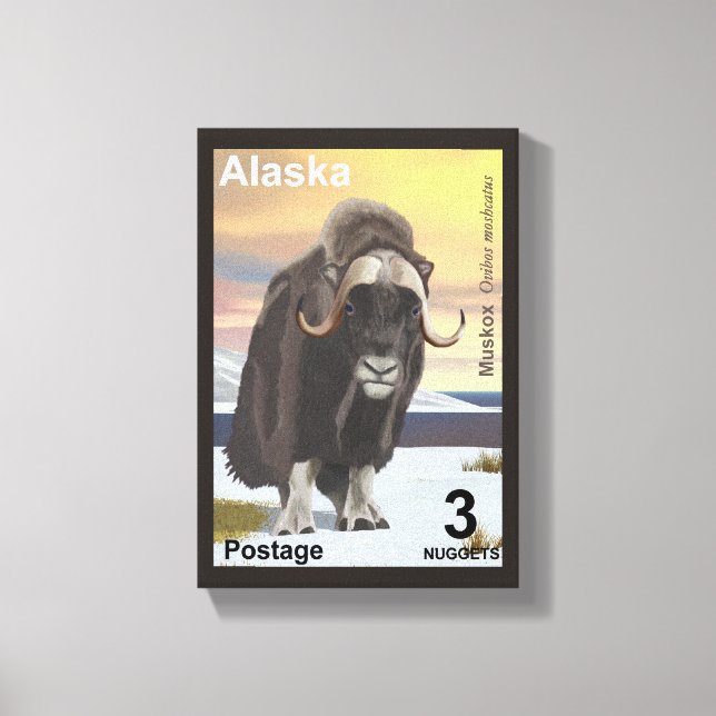 Muskox Canvas Print (Front)
