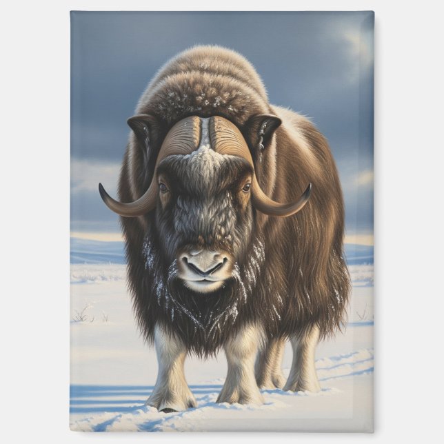 Muskox in Aulavik National Park Canada Magnet (Front)