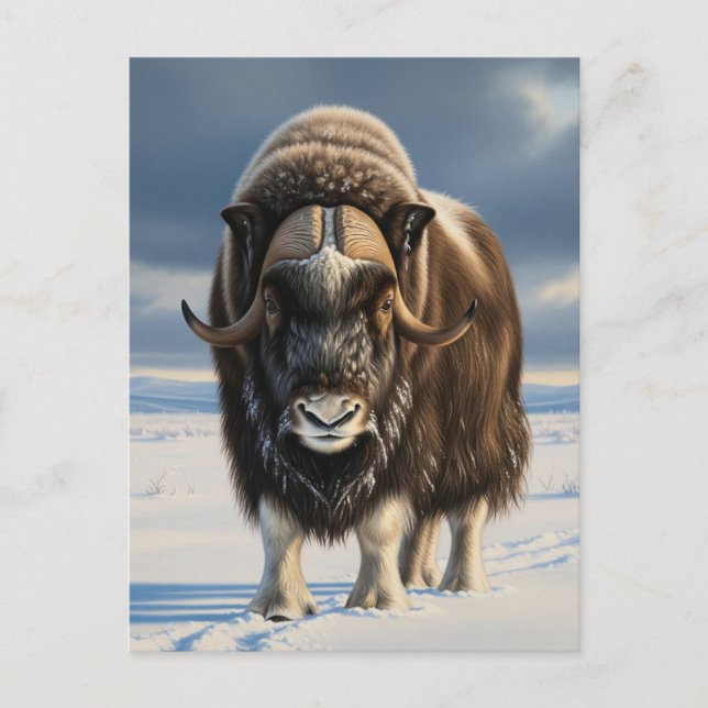 Muskox in Aulavik National Park Canada Postcard (Front)