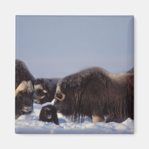 muskox, Ovibos moschatus, bull and cow Magnet