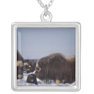 muskox, Ovibos moschatus, bull and cow Silver Plated Necklace