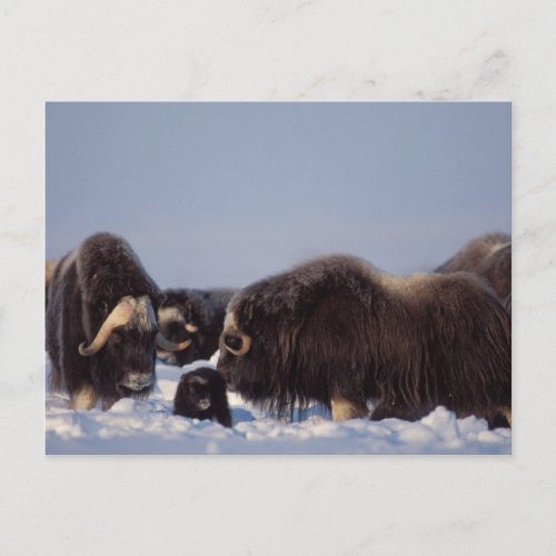muskox Ovibos moschatus bull and cow with Postcard