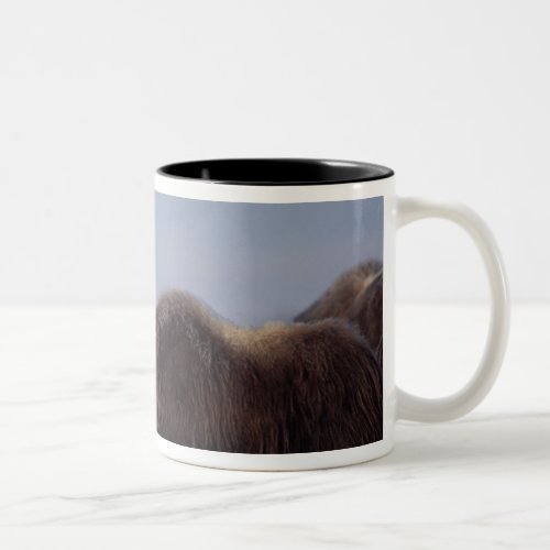 muskox Ovibos moschatus bull and cow with Two_Tone Coffee Mug