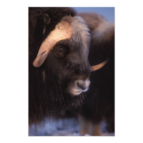 muskox Ovibos moschatus bull on the central Photo Print