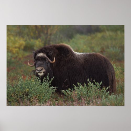 muskox Ovibos moschatus cow on the central 2 Poster