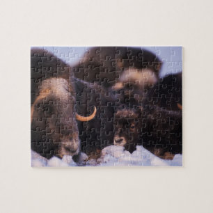 muskox, Ovibos moschatus, cow with newborn, Jigsaw Puzzle