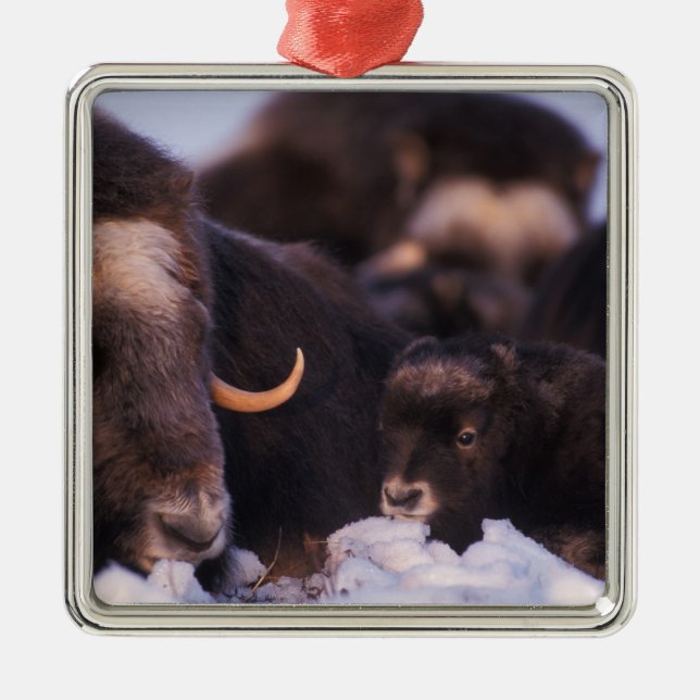 muskox, Ovibos moschatus, cow with newborn, Metal Ornament (Front)