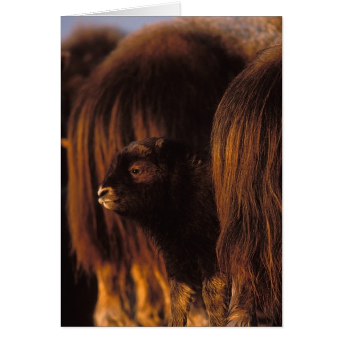 muskox, Ovibos moschatus, newborn calf between Greeting Card