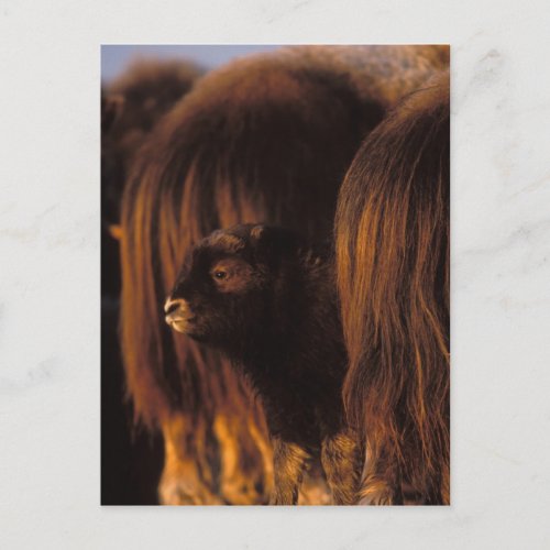 muskox Ovibos moschatus newborn calf between Postcard