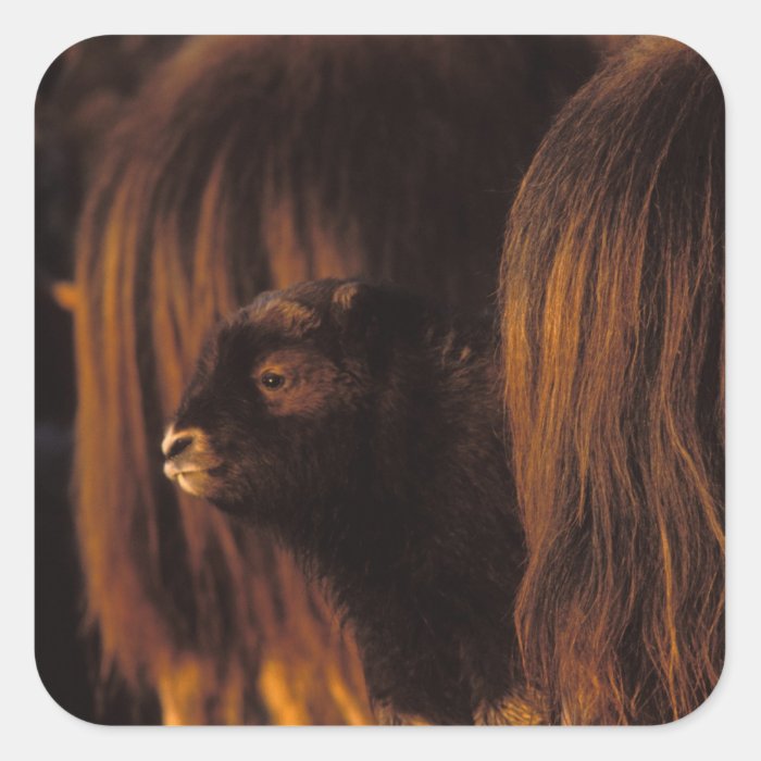 muskox, Ovibos moschatus, newborn calf between Sticker