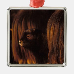 muskox, Ovibos moschatus, newborn calf Metal Ornament