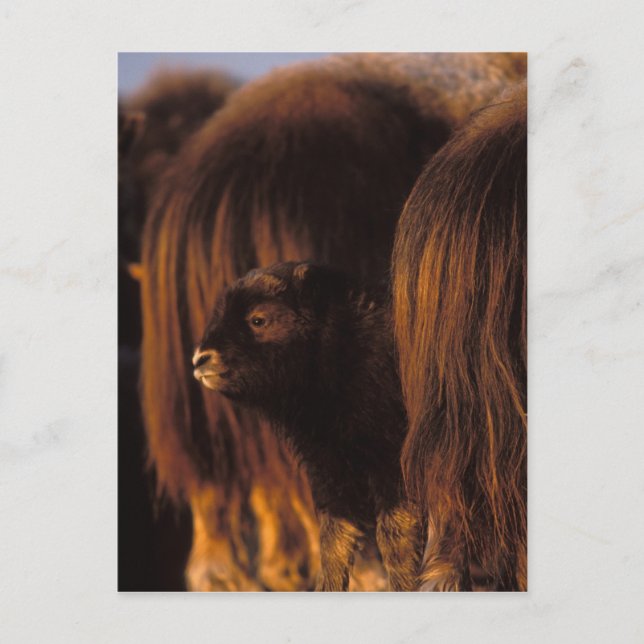 muskox, Ovibos moschatus, newborn calf Postcard (Front)