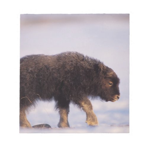 muskox Ovibos moschatus newborn calf walking Notepad