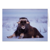muskox, Ovibos moschatus, young bull (Front Horizontal)